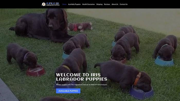 Irislabradorpuppies.com - Labrador Puppy Scam Review