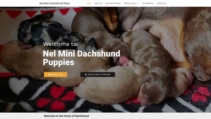 Nelminidachshundpup.com - Dachshund Puppy Scam Review