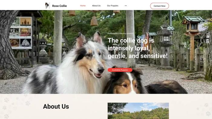 Rosecollie.store - Bordercollie Puppy Scam Review