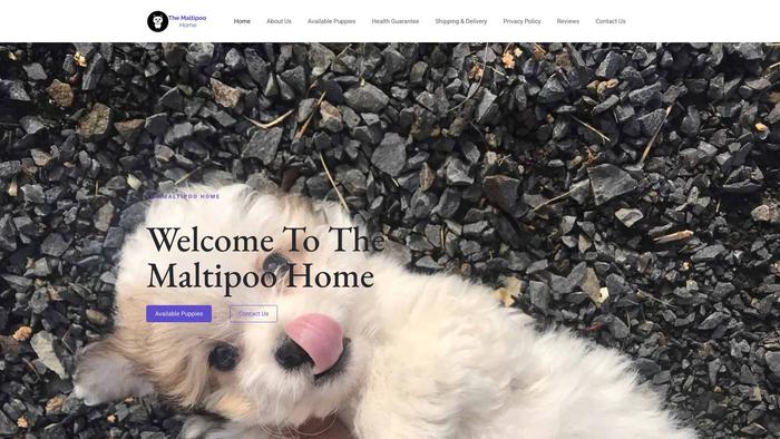 Themaltipoohome.com - Maltipoo Puppy Scam Review