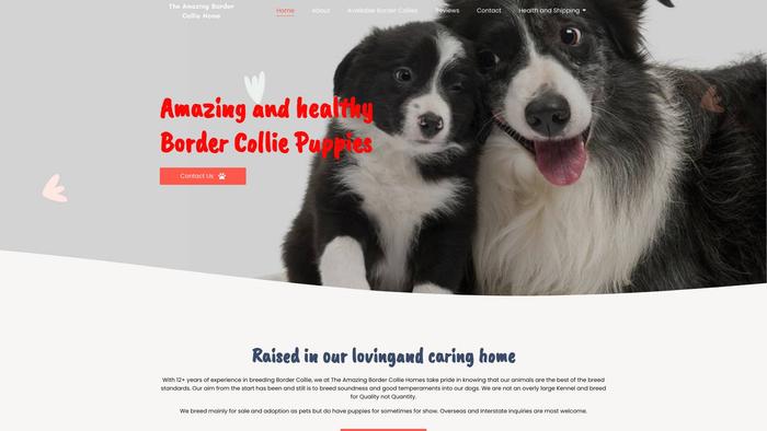 Amazingbordercolliehomes.com - Bordercollie Puppy Scam Review