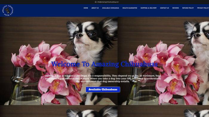 Amazingchihuahuasblog.com - Chihuahua Puppy Scam Review