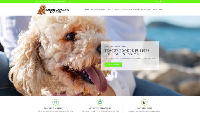 Bakercarolynpoodle.com - Poodle Puppy Scam Review