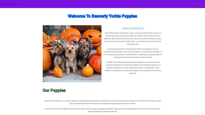 Beaverlyyorkiepuppies.com - Yorkshire Terrier Puppy Scam Review