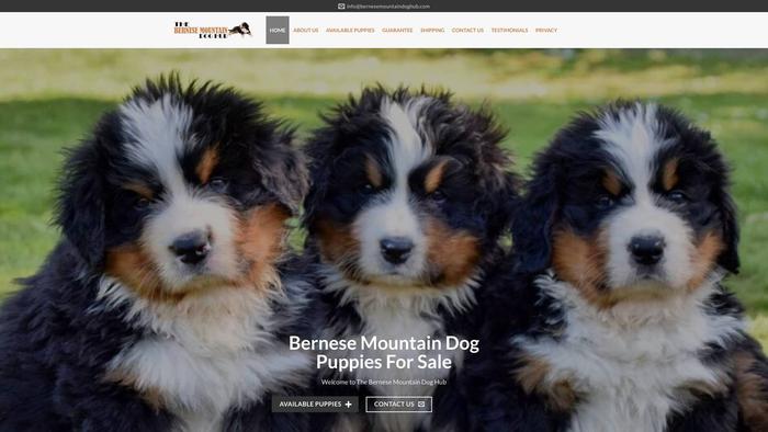 Bernesemountaindoghub.com - Bernese Mountain Dog Puppy Scam Review