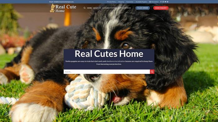 Bernesemountainspot.com - Bernese Mountain Dog Puppy Scam Review