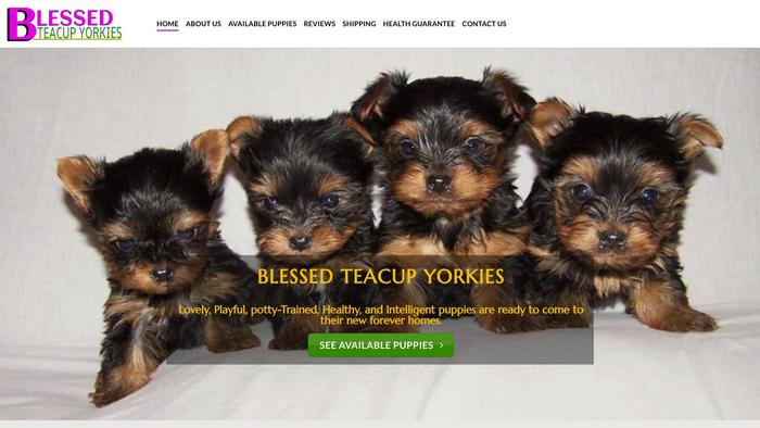 Blessedteacupyorkiehome.com - Yorkshire Terrier Puppy Scam Review