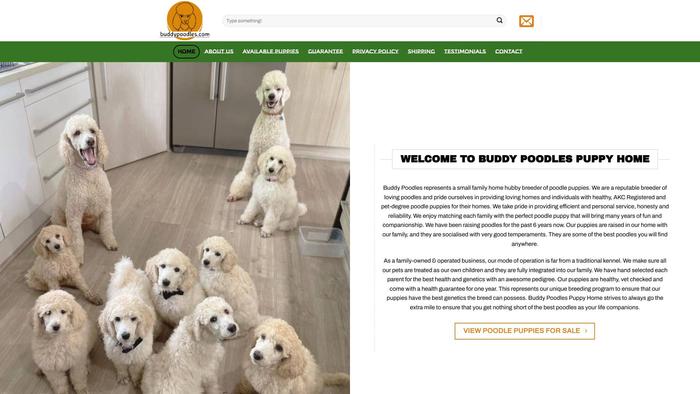 Buddypoodles.com - Poodle Puppy Scam Review