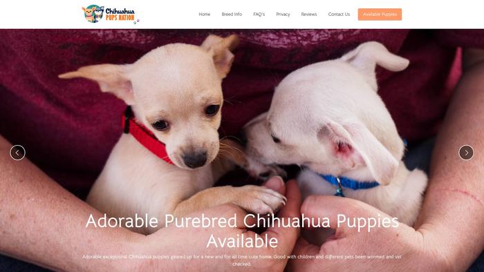 Chihuahuapuppiesnation.com - Chihuahua Puppy Scam Review