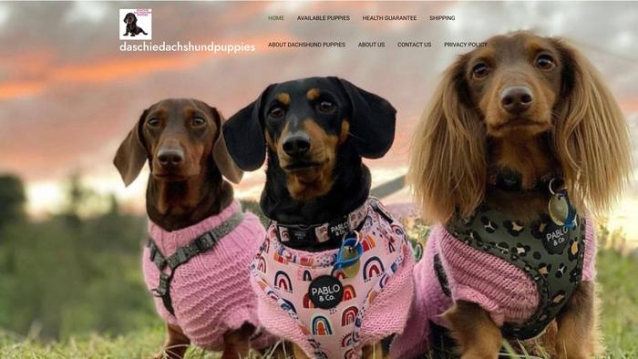 Daschiedachshundpuppies.com - Dachshund Puppy Scam Review