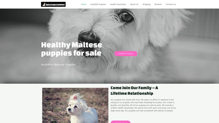 Energeticmaltesepuppies.com - Maltese Puppy Scam Review