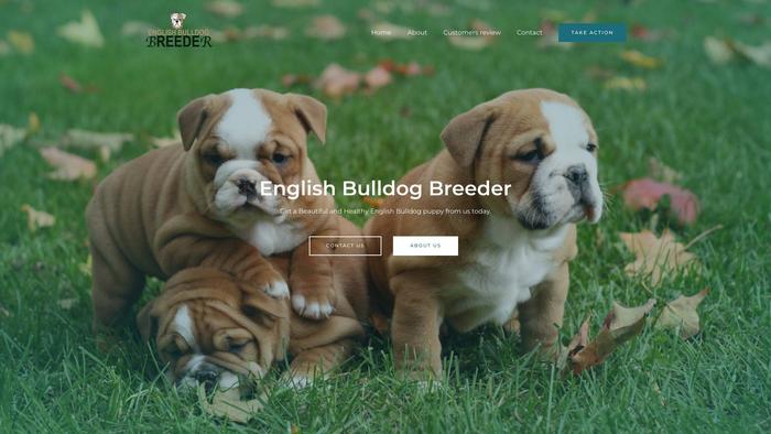 English-bulldogbreeder.com - Bulldog Puppy Scam Review