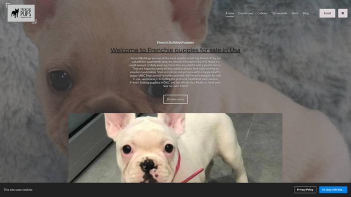 Frenchie-puppies-for-sale-in-usa.com - French Bulldog Puppy Scam Review