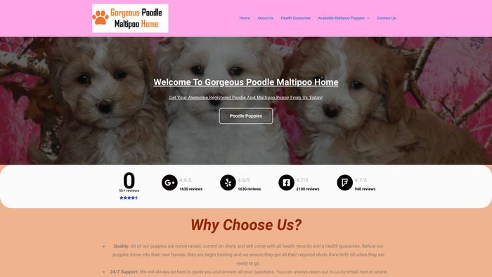 Gorgeouspoodlemaltipoohome.com - Maltipoo Puppy Scam Review