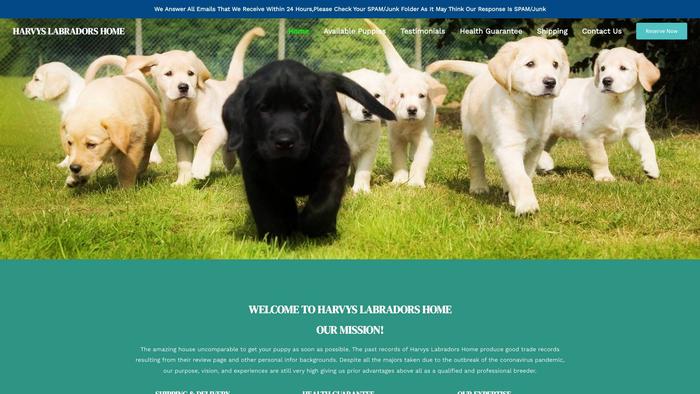 Harvyslabradorshome.com - Labrador Puppy Scam Review