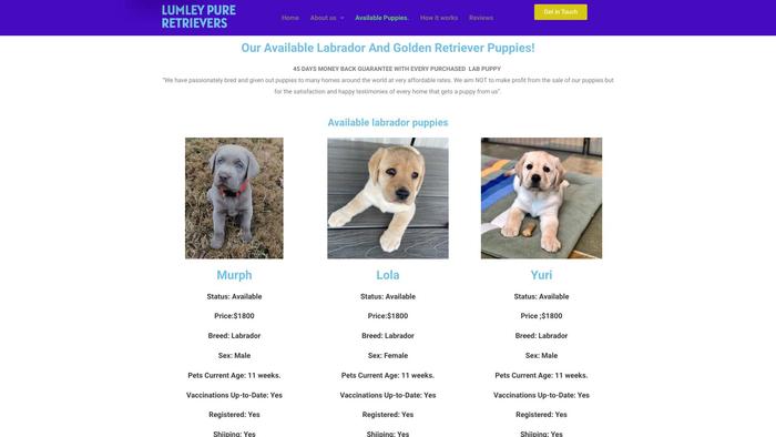 Lumleypureretrieverkennel.com - Golden Retriever Puppy Scam Review