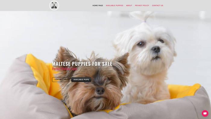 Maltesepuppiespet.com - Maltese Puppy Scam Review