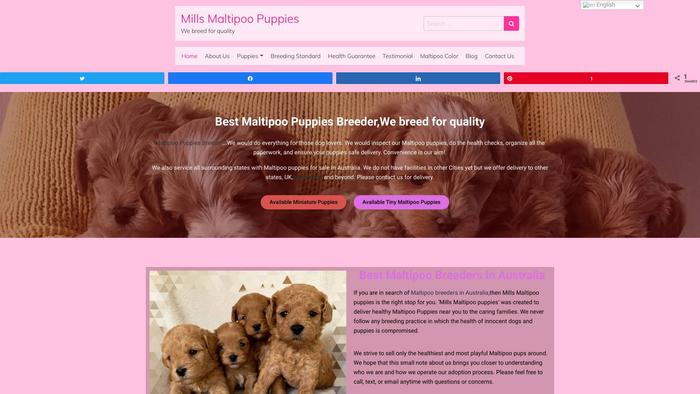 Millersdesignermaltipoodogs.com - Maltipoo Puppy Scam Review