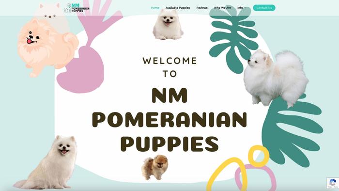 Nmpomeranianpuppies.com - Pomeranian Puppy Scam Review