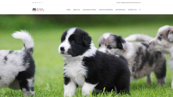 Onebordercolliefamily.com - Bordercollie Puppy Scam Review