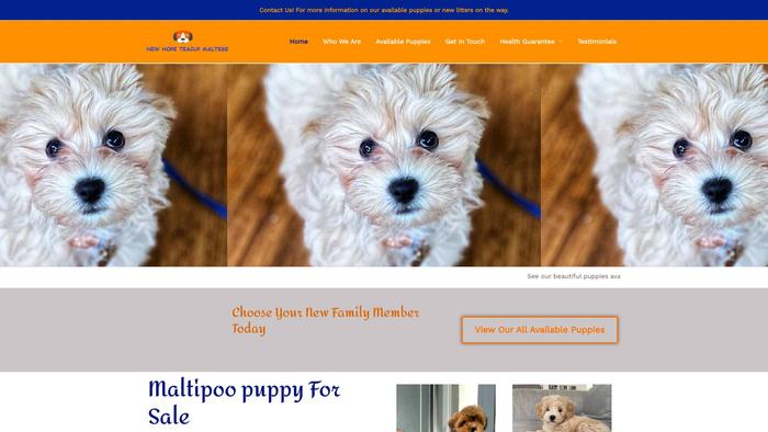 Orchidteacupmaltipoo.com - Maltipoo Puppy Scam Review