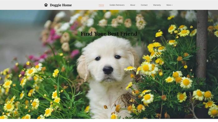 Queenslandgoldenretrievers.site - Golden Retriever Puppy Scam Review