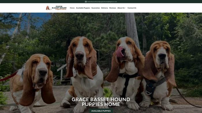 Shalombassethoundpupshome.com - Bassethound Puppy Scam Review