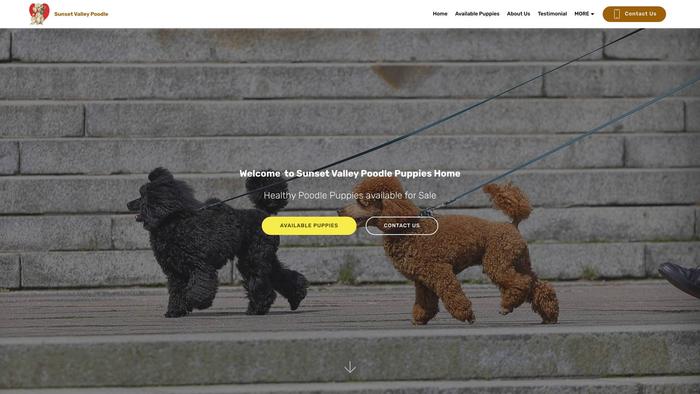 Sunsetvalleypoodles.com - Poodle Puppy Scam Review