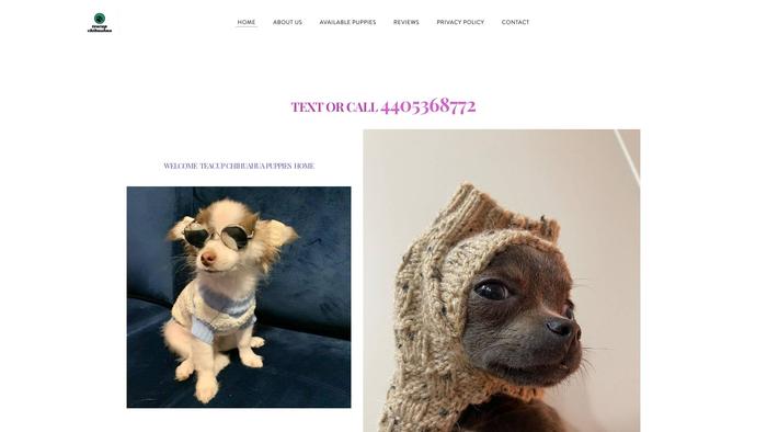 Tcupchihuahuapuppies.com - Chihuahua Puppy Scam Review