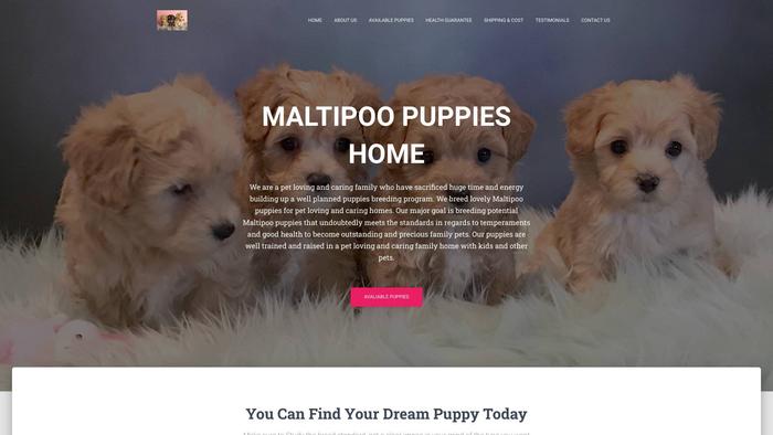 Teacupmaltipooboutique.com - Maltipoo Puppy Scam Review