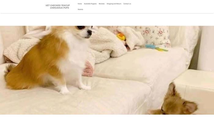 Vetcheckedteacupchihuahuapups.com - Chihuahua Puppy Scam Review