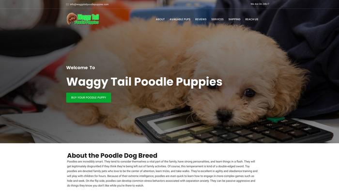 Waggytailpoodlepuppies.com - Poodle Puppy Scam Review